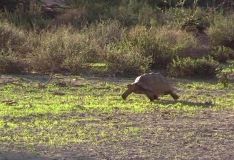 Породы собак