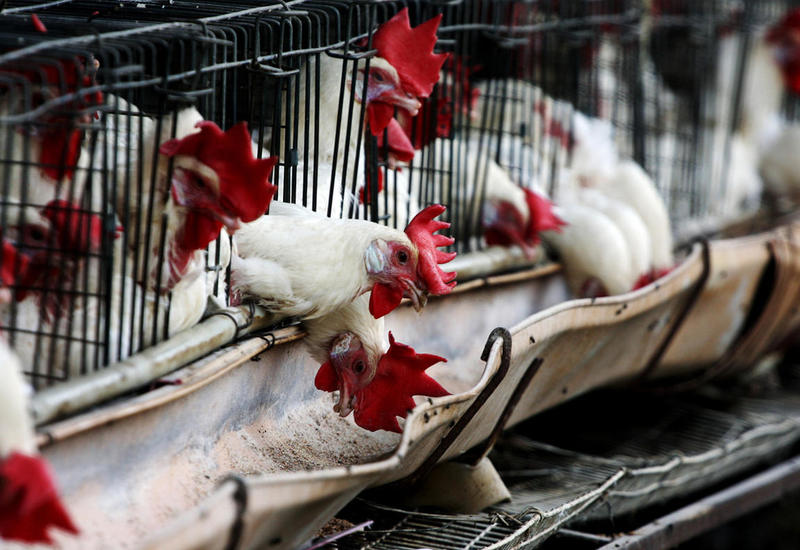 Азербайджан запретил ввоз курятины из Ирана