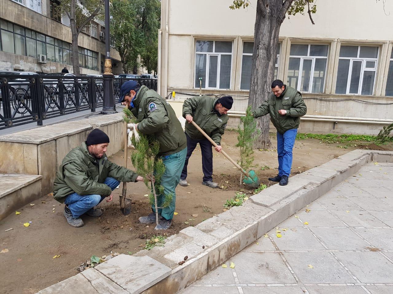В Баку прошла массовая акция по посадке деревье