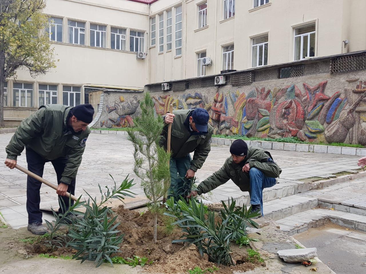 В Баку прошла массовая акция по посадке деревье