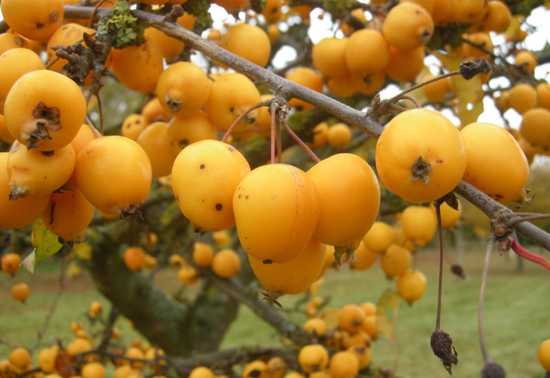 В Азербайджане начался сезон мушмулы: лечебные свойства плодов
