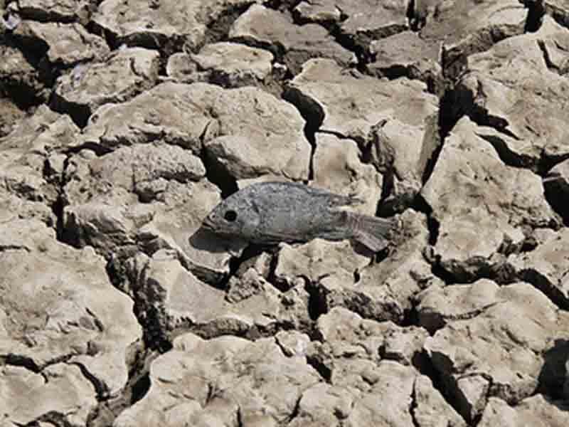 Coğrafiya İnstitutu: Builki quraqlıq Aran rayonlarında su ehtiyatının azalmasına səbəb olacaq