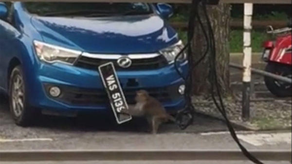 В Малайзии дикая обезьяна украла номера у машины