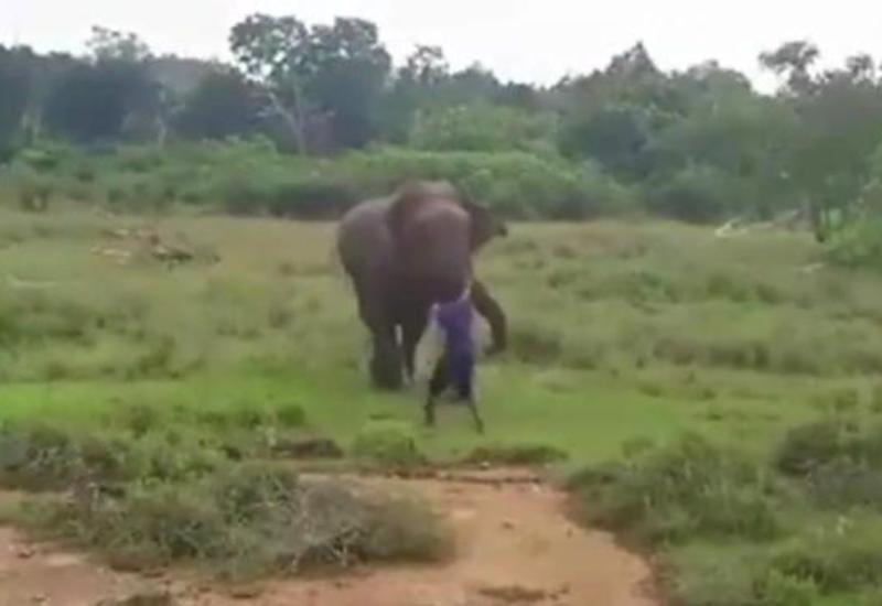 Слон затоптал человека, пытавшегося его загипнотизировать