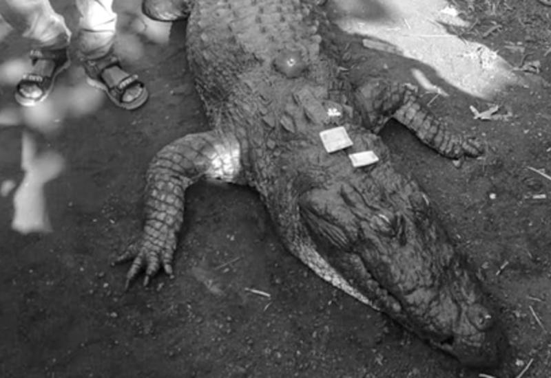 В Индии 500 человек проводили в последний путь любимого 130-летнего крокодила