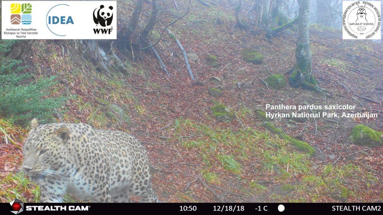 В Гирканском национальном парке сфотографировали еще одного леопарда