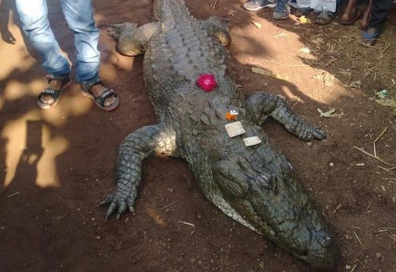 В Индии похоронить 130-летнего крокодила пришли 500 человек