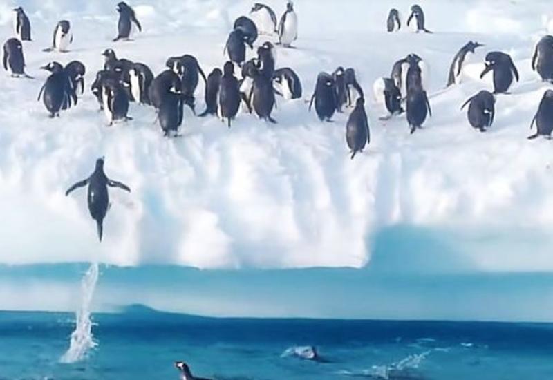 Успевший в последний момент спастись с уплывающей льдины пингвин стал героем в Сети