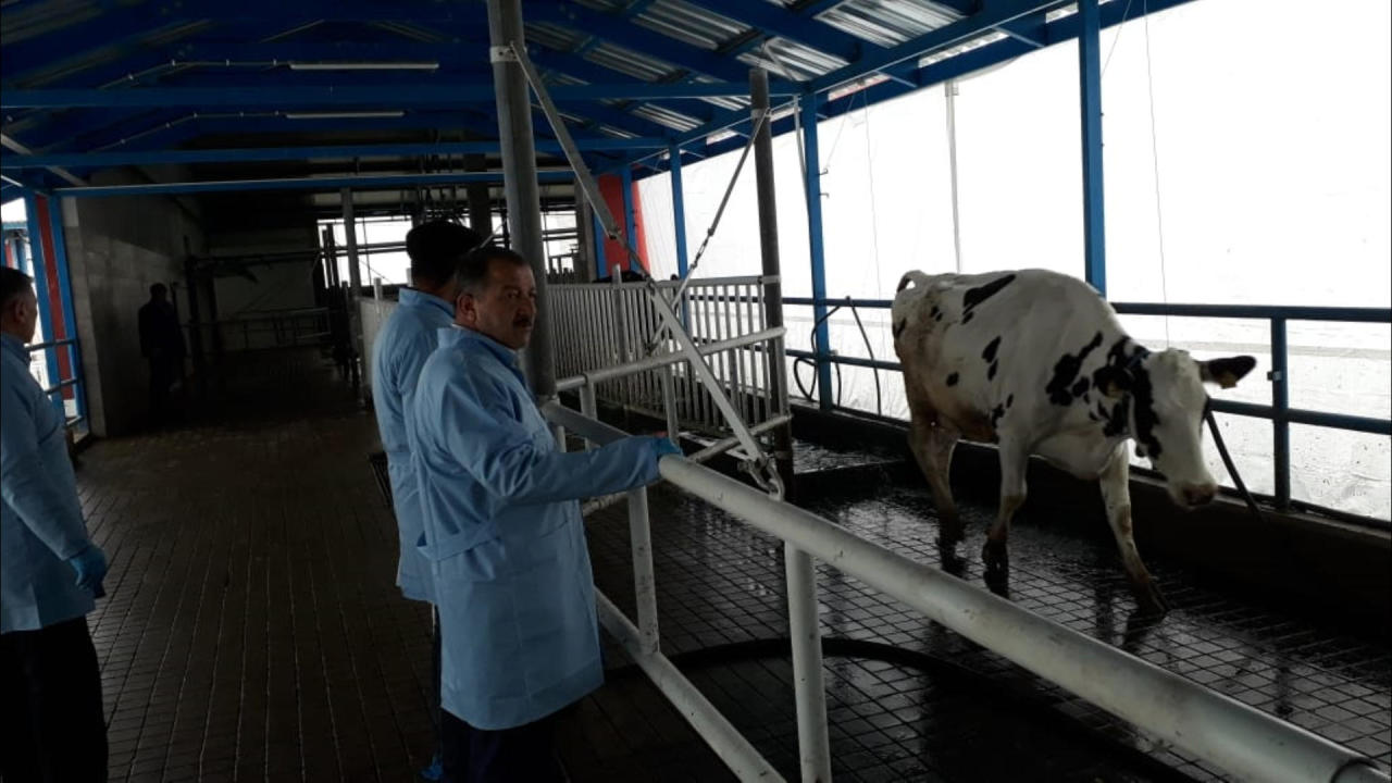 В Азербайджане массово проводится вакцинация скота