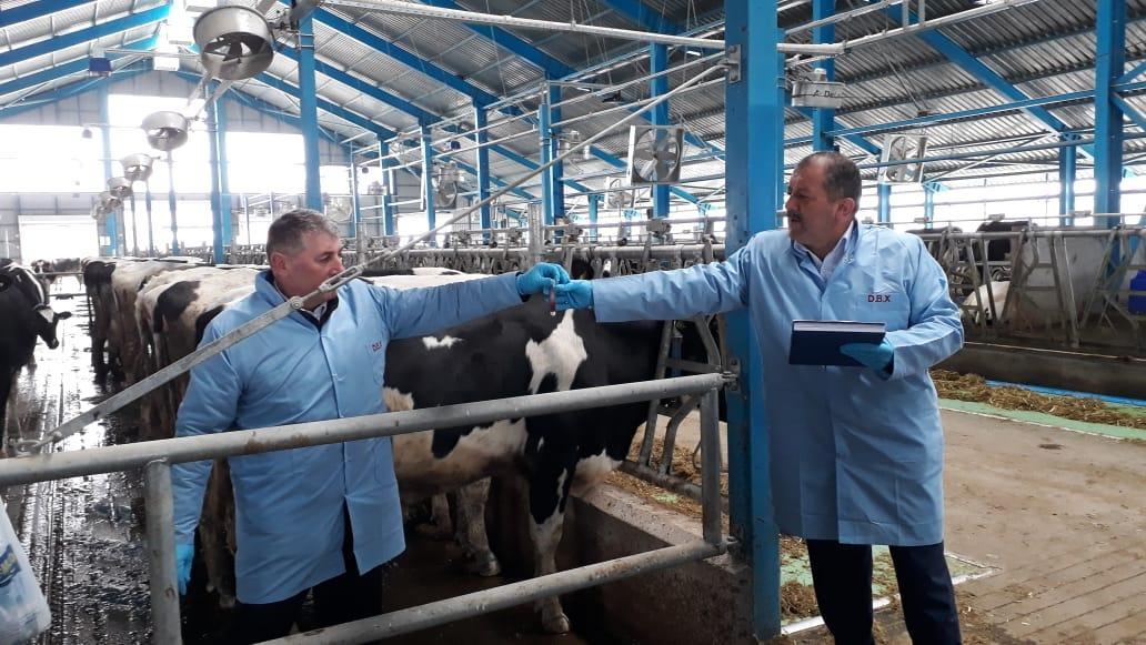 В Азербайджане массово проводится вакцинация скота