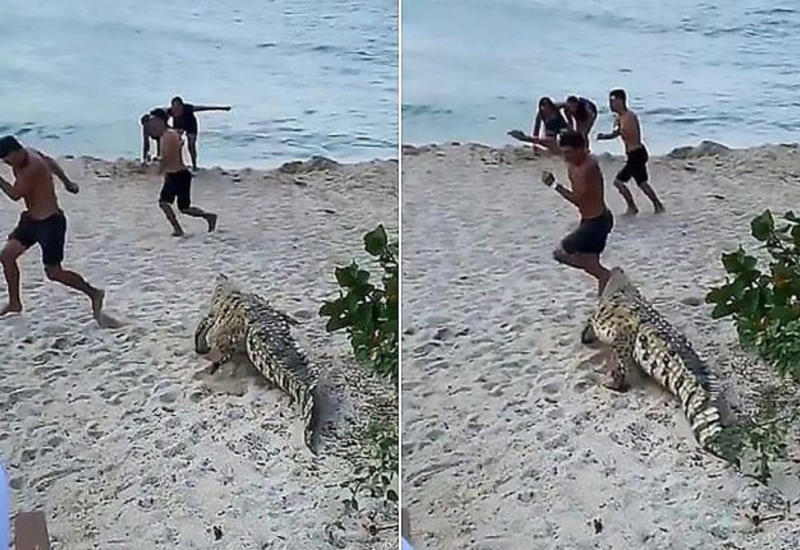 Крокодил, неожиданно появившийся на пляже, поверг в ужас отдыхающих