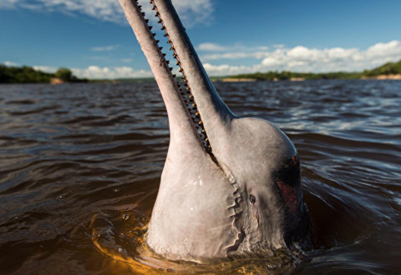 Амазонские дельфины попали в категорию вымирающих видов в Красной книге