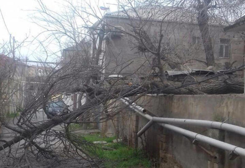 Десятки деревьев в Баку повалены сильным ветром