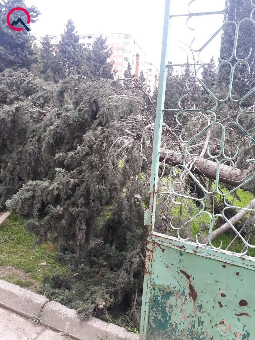Сильный ветер в Баку нанес ущерб на тысячи манатов