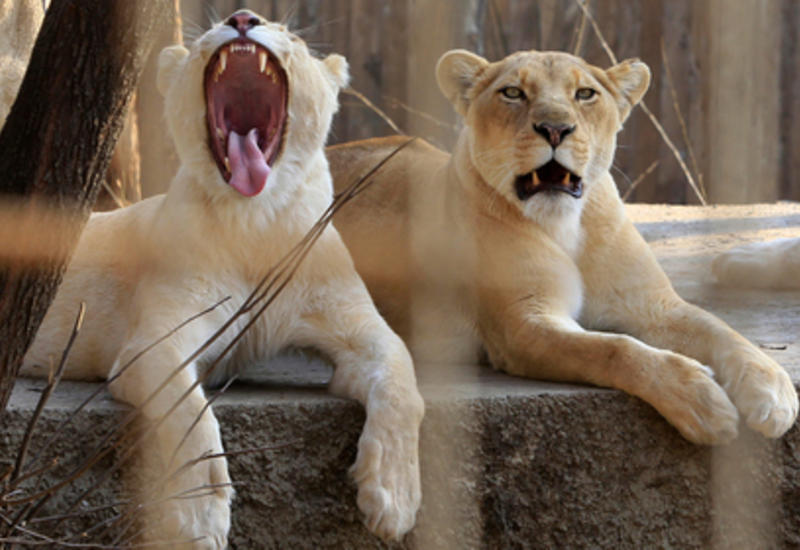 В Индии редкие львы растерзали мужчину, забравшегося к ним в вольер