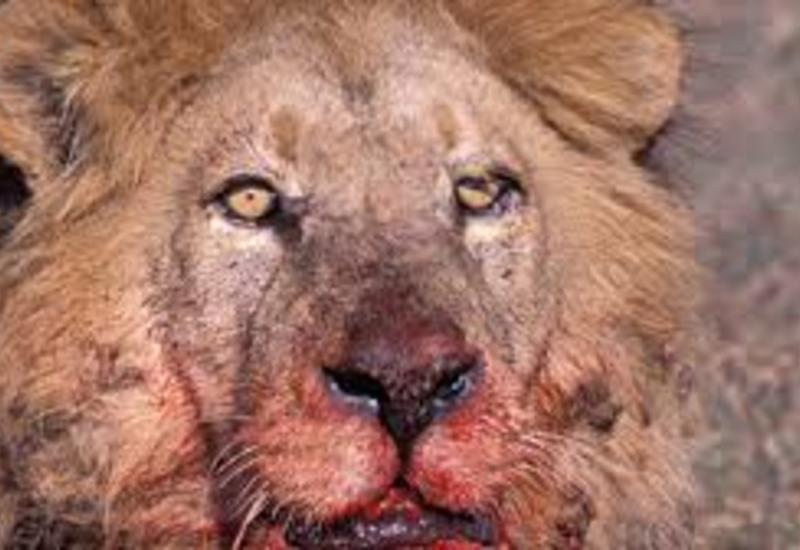 Львы насмерть загрызли посетителя зоопарка