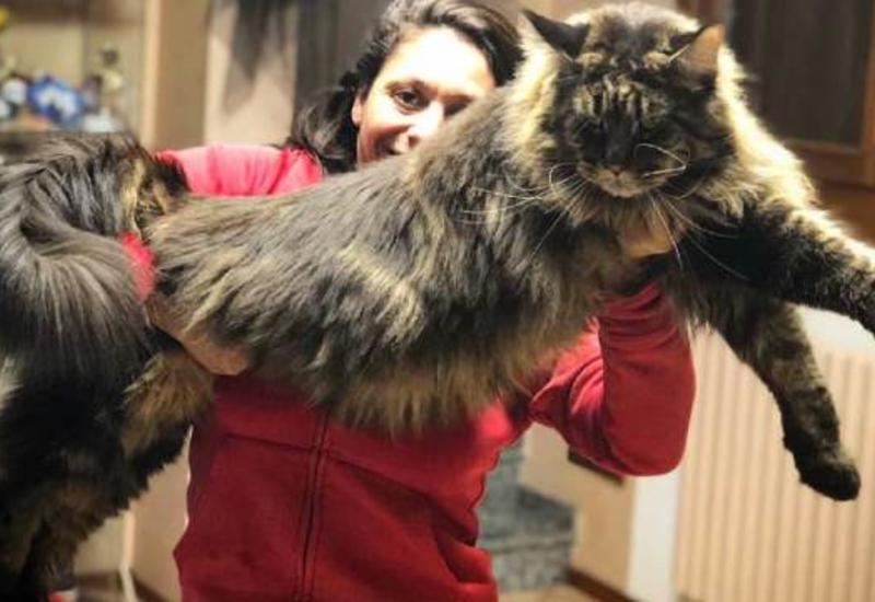 Самый длинный кот в мире стал звездой в Сети