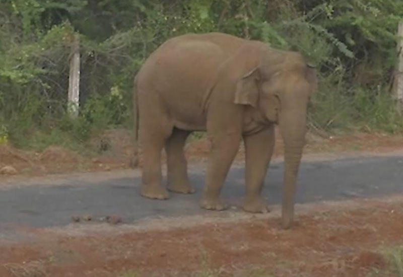 Слониха-мать не может сдержать слёз, потеряв своего детёныша у плотины в Индии