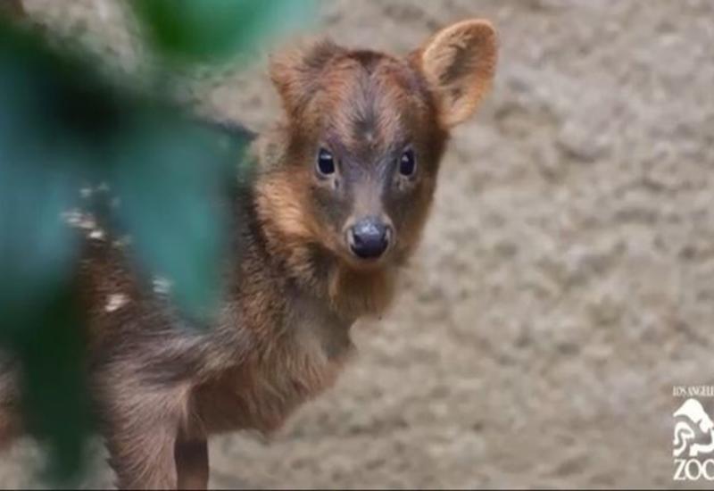 Пуду видео. Пуду видео. Олень пуду южная америка. Пуду взрослый. Карликовый олень пуду.