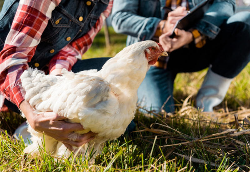 Чем полезна кура. Фермер держит курицу. Holding Chicken.