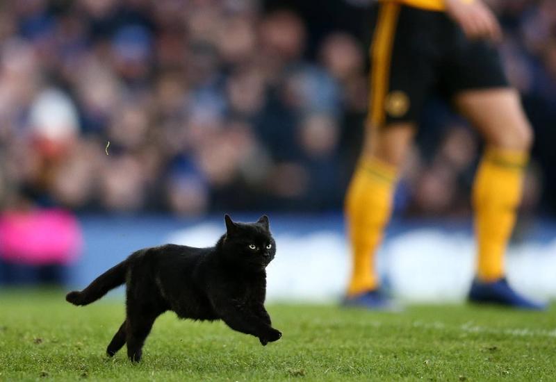 Лучший момент игры: черный кот прервал футбольный матч в Англии