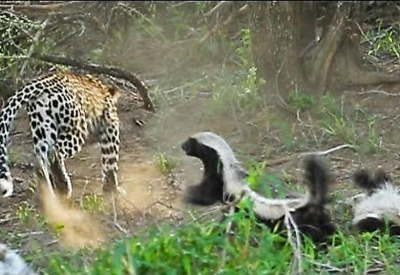 Барсук атаковал леопарда и спас своего детёныша