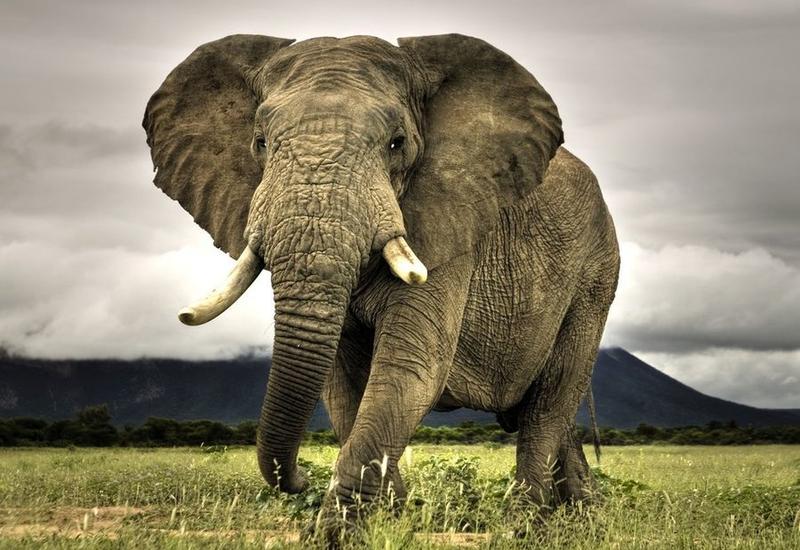 Огромный слон напал на туристов во время сафари