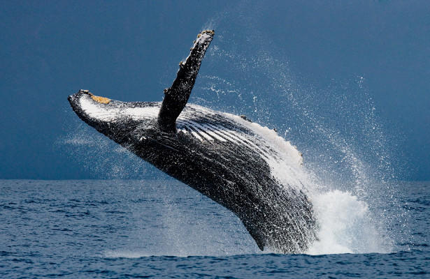 Туристы выжили после падения огромного кита