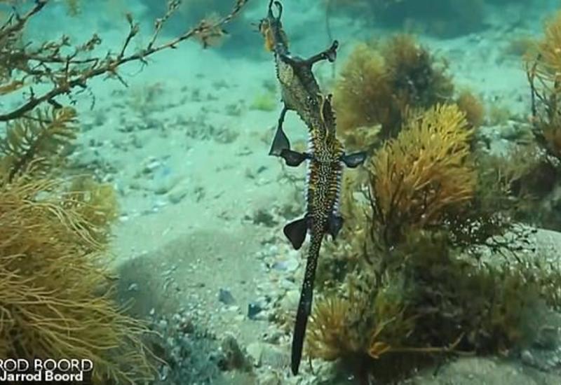 Подводный фотограф снял на видео морского дракона