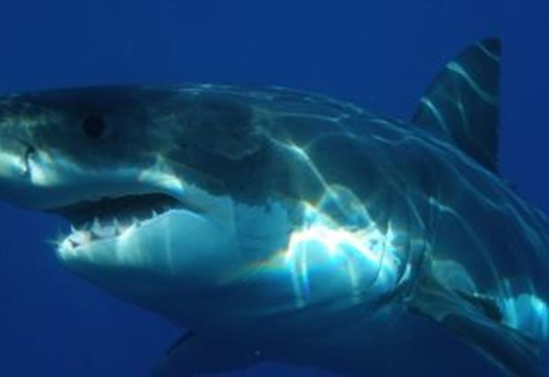 В Австралии акула напала на мужчину