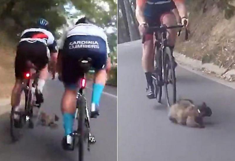 Появившаяся на дороге кошка, отправила в больницу четырёх австралийских велосипедистов