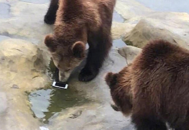 Неуклюжий турист швырнул iPhone в вольер с медведями
