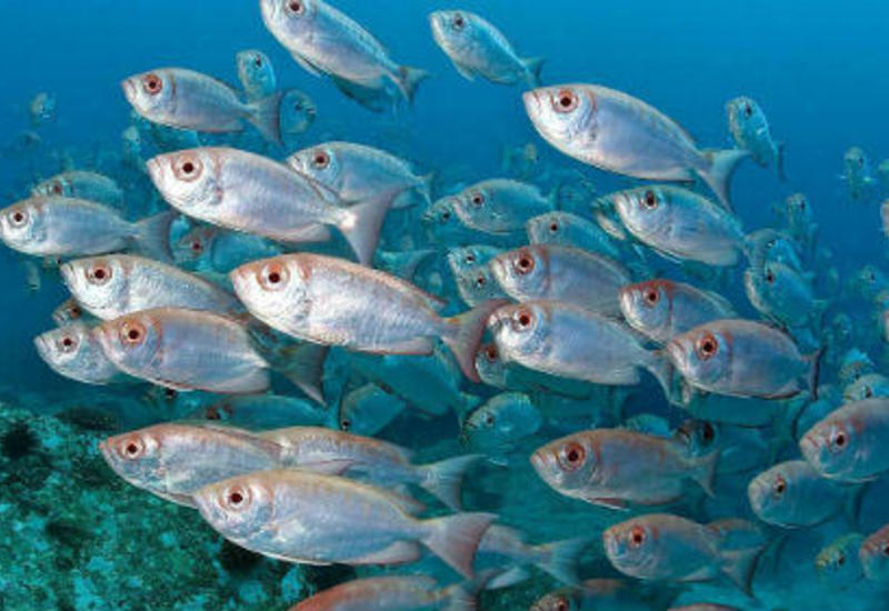 В США рыба из отравленной реки снова пригодна для еды