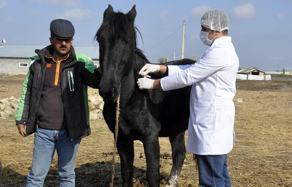 В Азербайджане проводится массовая вакцинация