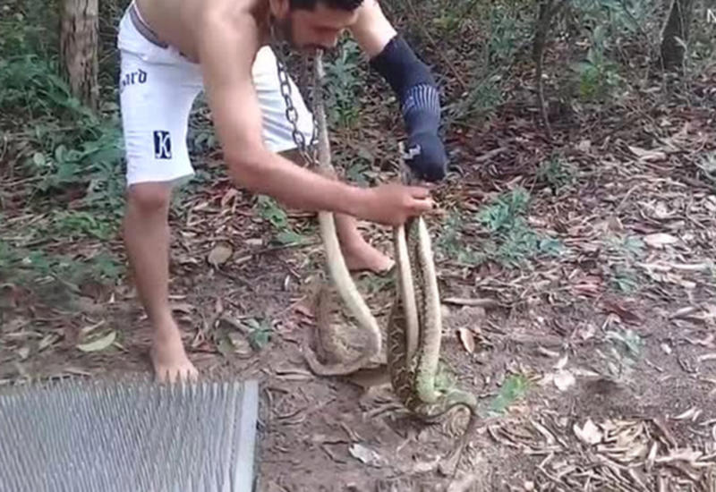 Бразилец встал на шипы и укусил шесть ядовитых змей