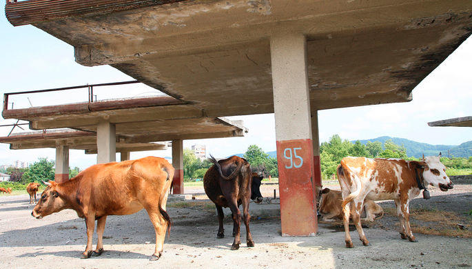 В Индии скоростной поезд сломался из-за стада коров