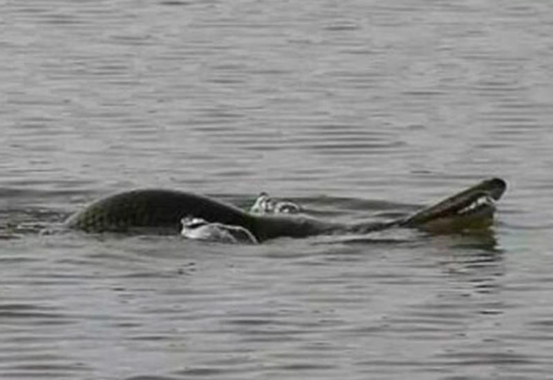 «Свирепого убийцу всего живого» выловили в озере в Китае