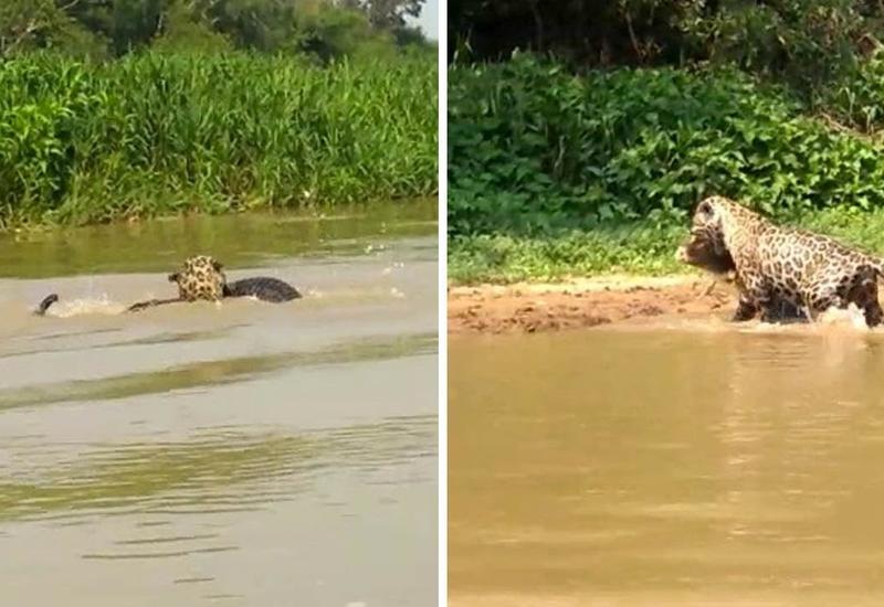 Охота ягуара на крокодила попала на камеру
