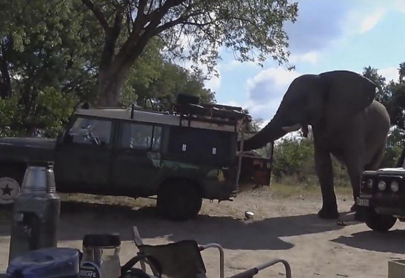 Слон чуть не перевернул автомобиль туристов