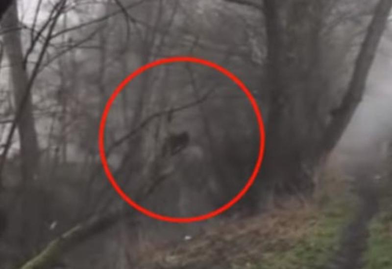 Паранормальные существа. Маша и медведь призрак. Страшная маша страшная маша. Маша убитый призрак. Кот призрак.