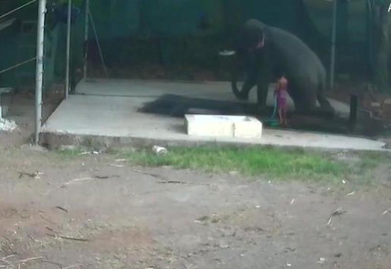 Слон насмерть раздавил погонщика, избивавшего его