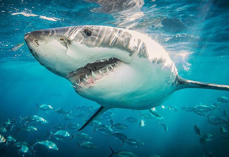 Нападение белой акулы на дайвера поразило пользователей Сети