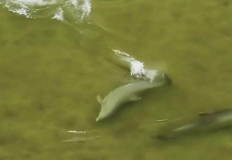 Погоня голодного дельфина за рыбой была запечатлена с беспилотника