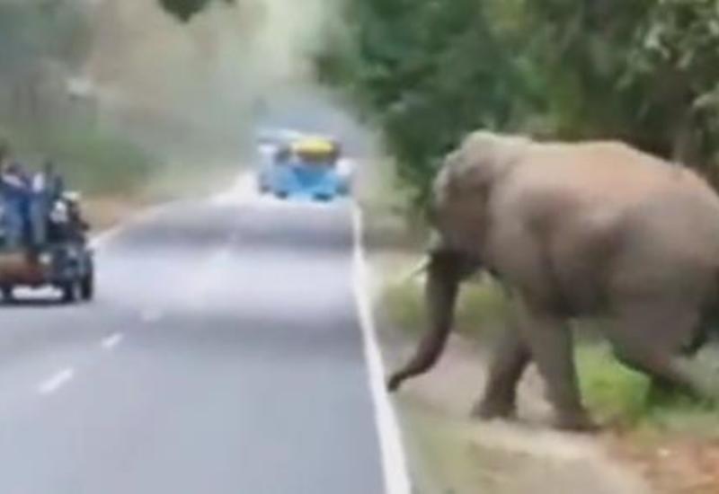 Слон рассердился на людей в машине и бросился за ними вдогонку
