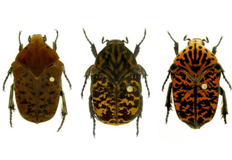 Новым видам жуков дали необычные имена