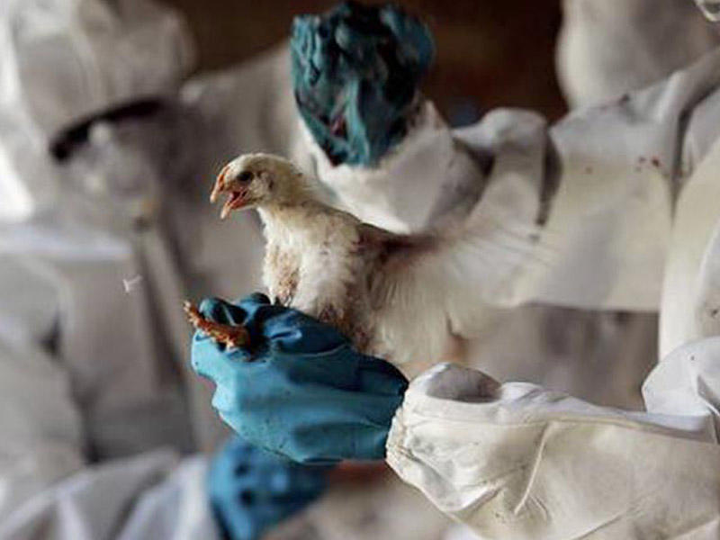 На одной из крупнейших птицефабрик России выявлен очаг птичьего гриппа