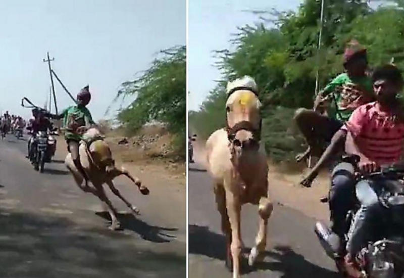 Индийский всадник, упавший вместе с лошадью, догнал на мотоцикле своего скакуна