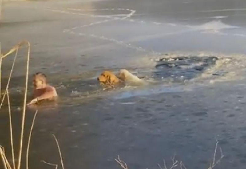Собака совместно с хозяином спасла провалившихся под лёд соплеменников