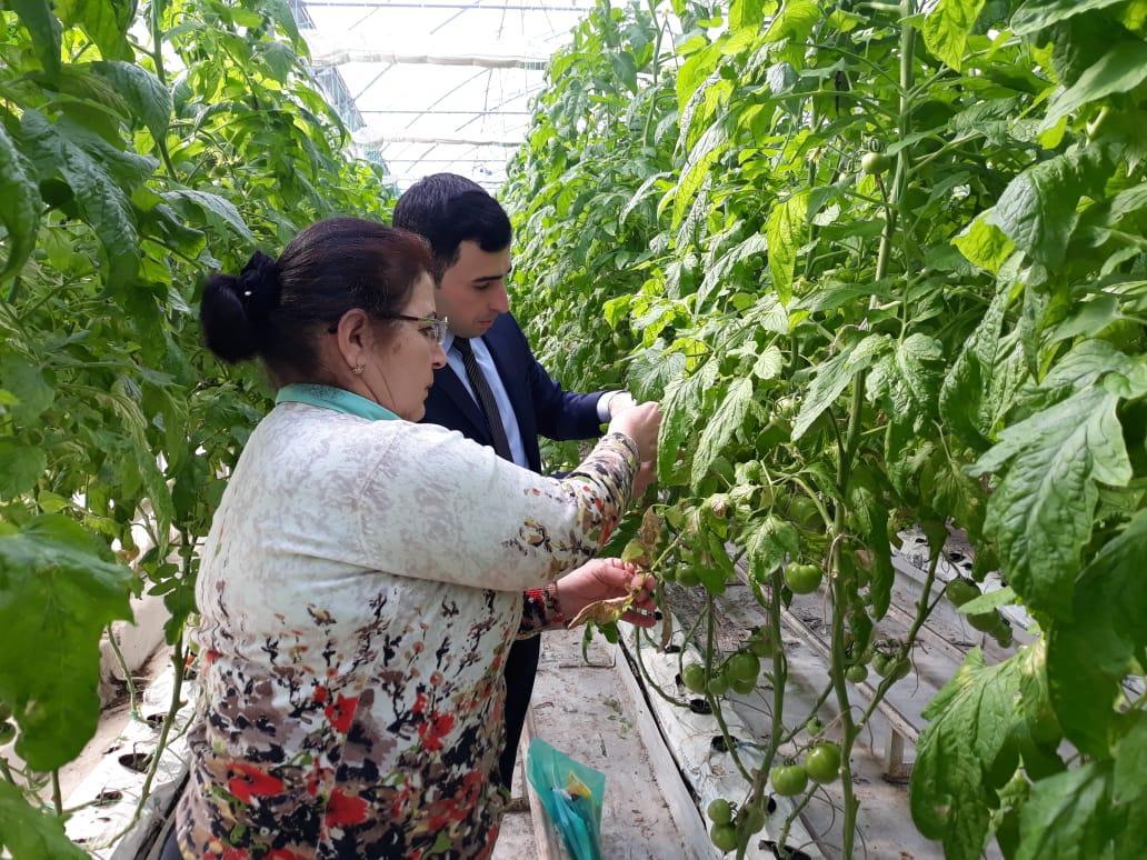 Агентство пищевой безопасности Азербайджана проводит массовые проверки