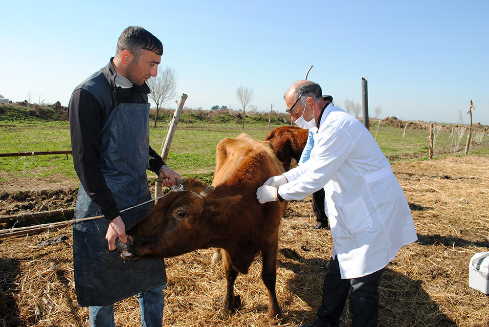 Азербайджан проводит массовую вакцинацию животных